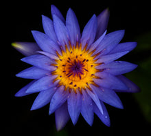 BALI BLUE LOTUS